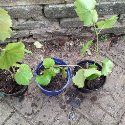 well rooted white grape plants in pots.

2.00 pounds for each pot with 1 plant.

collect only from b30 2xu.

thank you