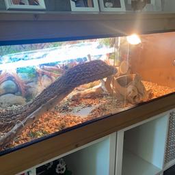 Housed my bearded dragon for 6years so it is in used condition. Measurements of the vivarium are 122cm Length, 46cm Height and 46cm Width.
Will need a background for the back wall as it’s got some damage. I used Viv safe background cover as shown in the first photo. Selling all together. Lights are included and a spare brand new basking light. All accessories and wood chippings are included too. 
Any damages are shown in photos.
Collection only at S12 Sheffield. message for more details. Will need 2 people to carry.