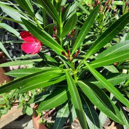Biete kräftige Oleander 2 stk in verschiedenen Farben wie auf dem Bildern je 1 Topfpflan 20€ weitere Ableger ab 5 € zum anschauen Ft Süd