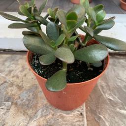 Lovely healthy Jade  plants other wise known as money plants 2 large £6 each and 1 smaller £4