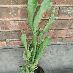 Variety of different cactus outdoors or indoors very easy to look after and very little water needed 
£15 each
Collection point E8 1hl