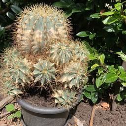 Verkaufe einen ca. 50 cm hohen Kaktus; dieser ist ca. 30 Jahre alt. Es handelt sich vmtl. um einen sogenannten Schwiegermuttersitz 😜 - ist jedoch nicht gesichert. Verkauft wird er nur weil er meiner Schwiegermutter zu schwer ist 😝