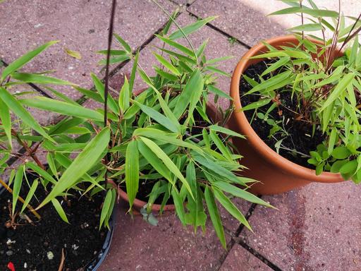 Buy & Sell East London Walthamstow - East London - Photos for Bamboo garden plant