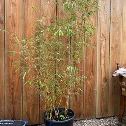 2 metre tall bamboo plant in 35cm diameter pot
Collection only from a B45 8RY postcode