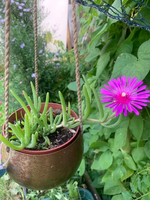 Buy & Sell Westmorland and Furness Kendal - LA9 - Photos for Hanging baskets