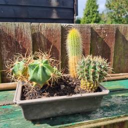 3 cacti in an 8" pot.
very healthy and easy to look after.
collection only.