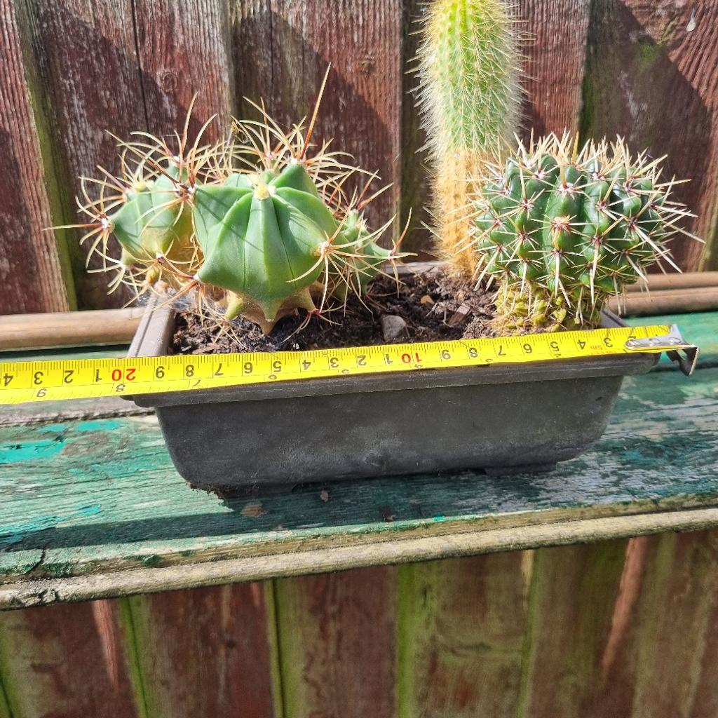 3 cacti in an 8" pot.
very healthy and easy to look after.
collection only.
