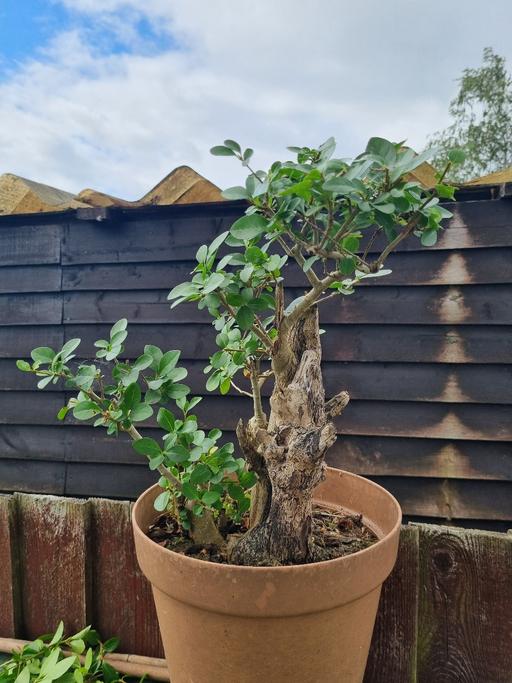 Buy & Sell West Midlands Coventry - Photos for privet bonsai tree 🌳