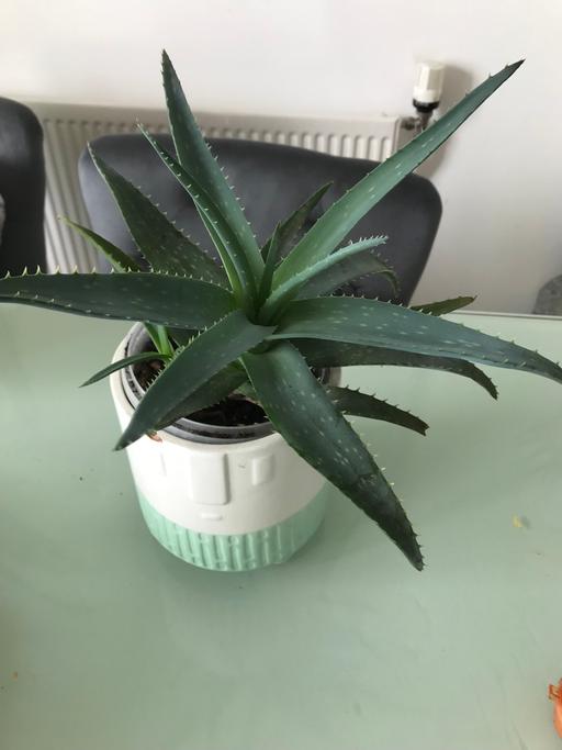 Buy & Sell East London Blackwall - East London - Photos for alo vera plant in medium size ceramic pot