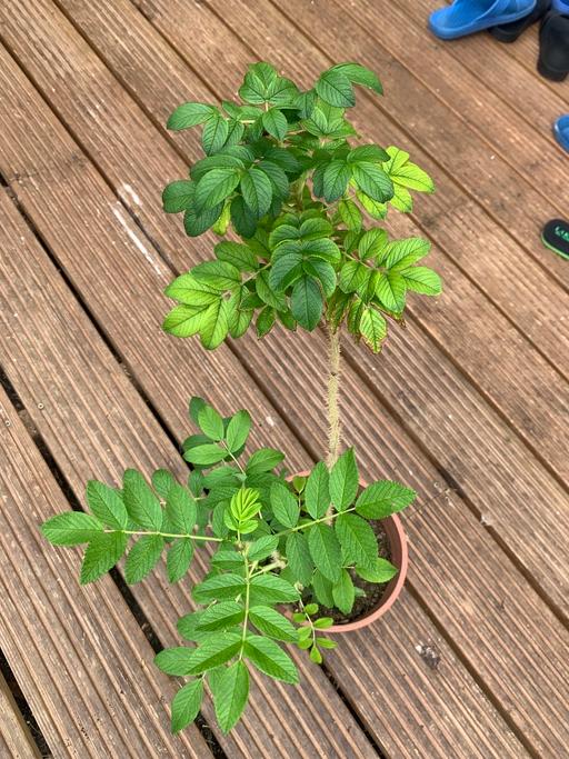 Buy & Sell East London Redbridge - Photos for Large tub rose plants