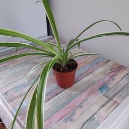 established spider plants, lovely quality plants. cheaper than garden centre prices. collection only please.