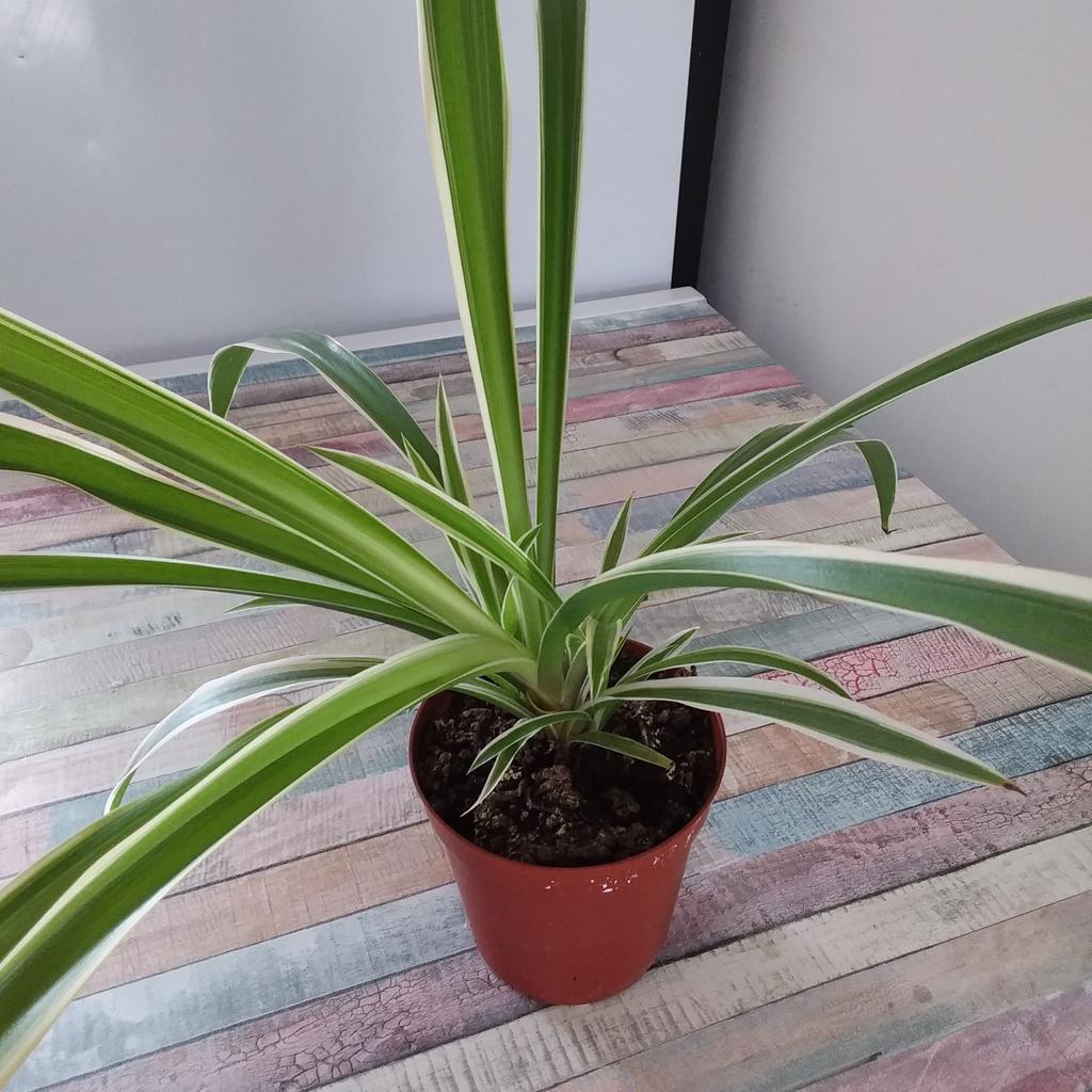 established spider plants, lovely quality plants. cheaper than garden centre prices. collection only please.