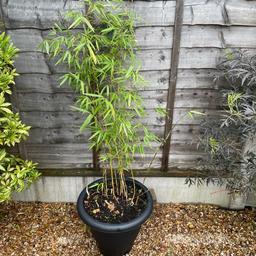4ft tall bamboo in 40cm diameter pot
Collection only from a B458ry postcode