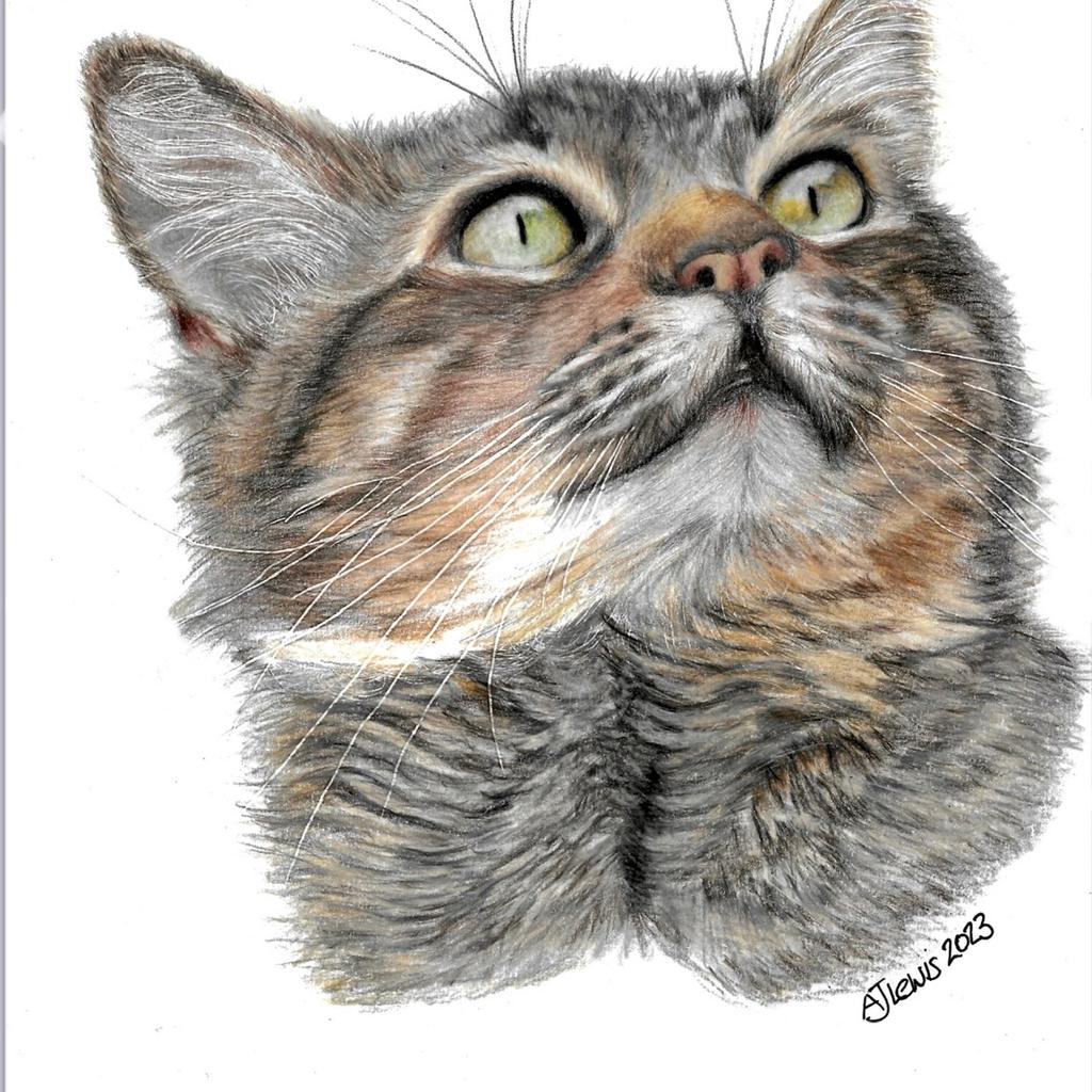 I am a local artist and specialise in pet portraits. These can be done from photos or I can even take the photos of your loved animal/s if local. All work is completed with the best quality art products. I can use pencils, pastel pencils, pan pastels or Coloured pencils including Faber Castell Polychromos. Caran D’Ache Luminence and Derwent Lightfast.

I absolutely love drawing and love animals. A brilliant combination for an artist. My passion is in completing portraits of much loved animals and bringing 100% satisfaction to the owner. I can do memorial portraits also. I don’t charge by the hour I charge per piece. Multiple subjects are discounted. My Face book page is Himley Art or you can contact me on 07713542332 to discuss your requirements. Prices start from £95