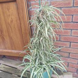 A spider plant is usually an indoor plant but in the summer it can be kept outside. This plant looks great for decoration. This is an easy plant to take care of as it doesn't need to be watered much. Also it comes with the plant pot you see in the picture.