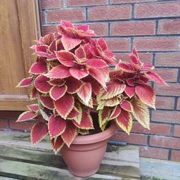 This is a gorgeous plant with outstanding colours. This kind of plant is the type which will catch eyes of people in your home + it comes with a sturdy nice plant pot. Every two days, you will need to water this luxurious plant.