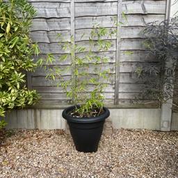 4ft tall Bamboo in 40cm diameter pot
Collection only from a B458ry postcode