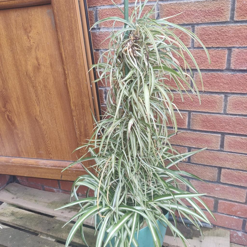 A spider plant is usually an indoor plant but in the summer it can be kept outside. This plant looks great for decoration. This is an easy plant to take care of as it doesn't need to be watered much. Also it comes with the plant pot you see in the picture.
Any questions or queries be sure to ask!