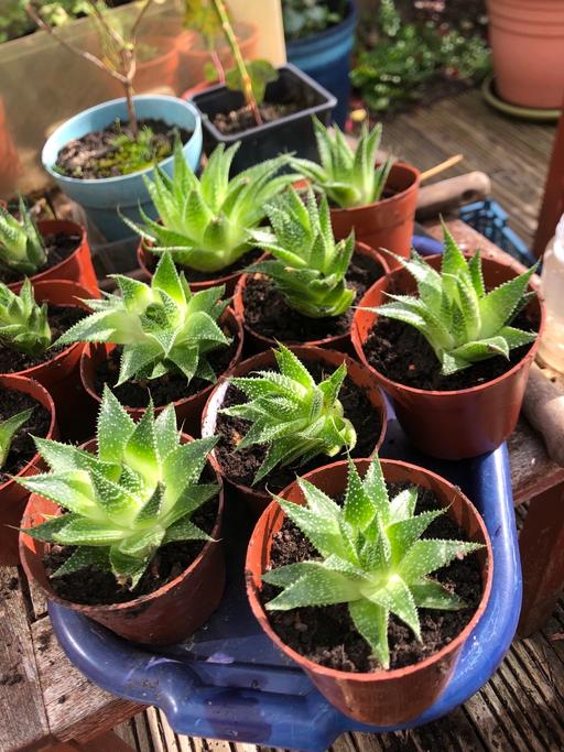 Buy & Sell West Midlands Coventry - Photos for House (indoor) succulents