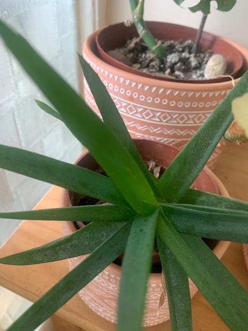 Buy & Sell East London Seven Kings - East London - Photos for House plant