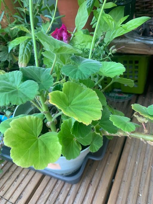 Buy & Sell East London Redbridge - Photos for Large plants in a pot