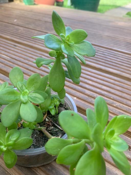 Buy & Sell East London Redbridge - Photos for House plants