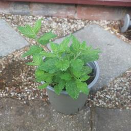 mint plant with a hint of strawberry collect only