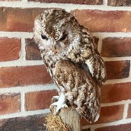 Antique taxidermy, stuffed owl, ornament