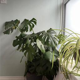 Sizable Monstera/cheese plant for sale.
(grey pot in picture not included).
Collection or can deliver within 3 miles of dy6, please mention if this is required during offer.