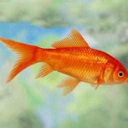 verschenke ca. 30 Goldfische für Gartenteich, Selbstabholung