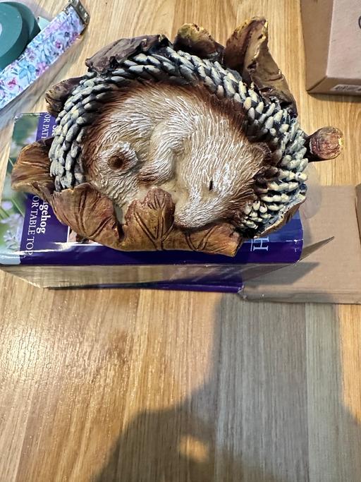 Buy & Sell South Yorkshire Sheffield - Photos for Sleeping Baby Hedgehog In Leaf