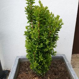 Gesunde Buchsbaum 
70 cm. Hoch 
Verkaufe zwegsten Platzmangel 
Je Stück 15 €
