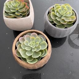 Three Next ceramic artificial succulents approximately 6 inches tall. Like new quite heavy. Collection only or could deliver if local.
£5 each.