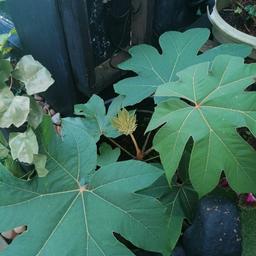 Tetrapanax plant in large pot. Can deliver local for fuel.