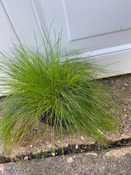 Buy & Sell Moseley Birmingham - Photos for Aniline Grass