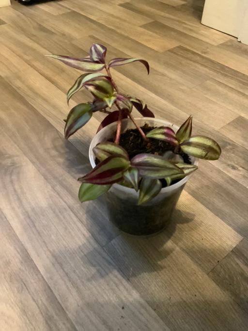 Buy & Sell Stirchley Birmingham - Photos for House plant Tradescantia Zebrina