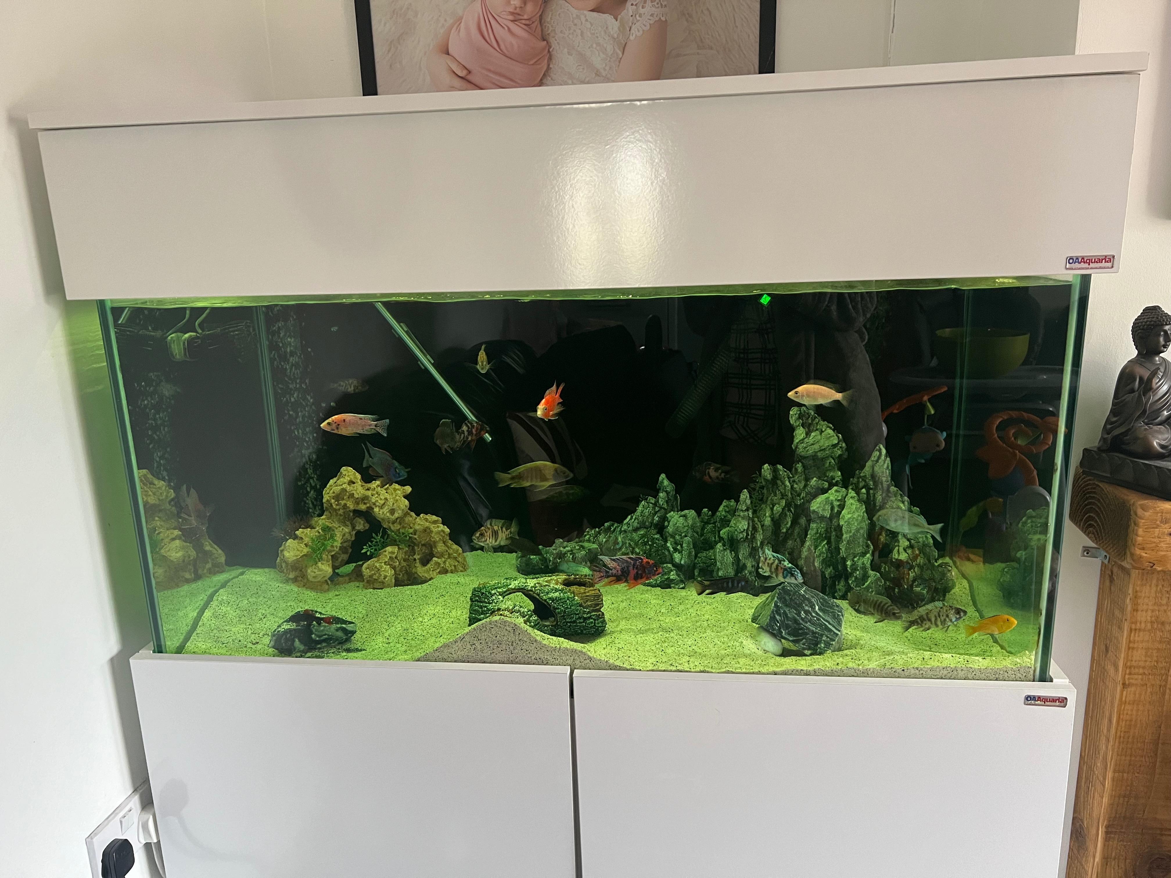 500-gallon-fish-tank-in-b2-birmingham-f-r-499-00-zum-verkauf-shpock-de