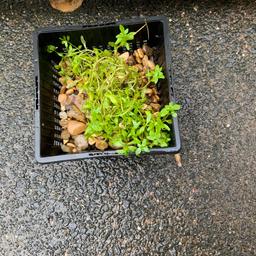 This oxygenating pond plant is known as Starwort. It’s has tiny star shaped leaves. It provides shelter for fish and wildlife. Great for smaller ponds. Planting depth is 6”-18”. Buyer must collect