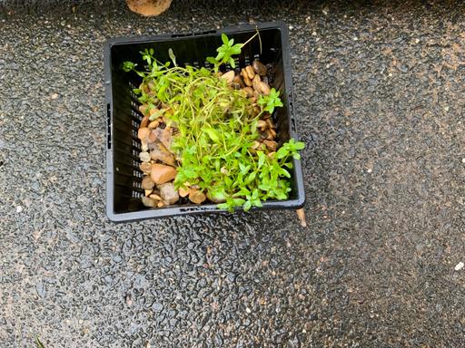 Buy & Sell Kings Heath Birmingham - Photos for Pond Plants Callitriche stagnalis