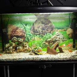 large fish tank plenty spare bits 2 large pluck pluse other fish about 12 in total time wasters will not be answered and no offers spent 100s on it