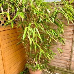 Nice large bamboo plant.
Hardy plant.
Will spread, if planted in garden soil.