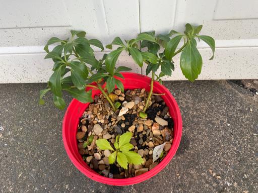 Buy & Sell Kings Heath Birmingham - Photos for Pachysandra terminalis