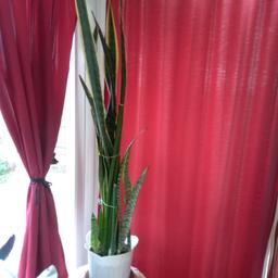 Aloe Vera Blumenstock 160 hoch