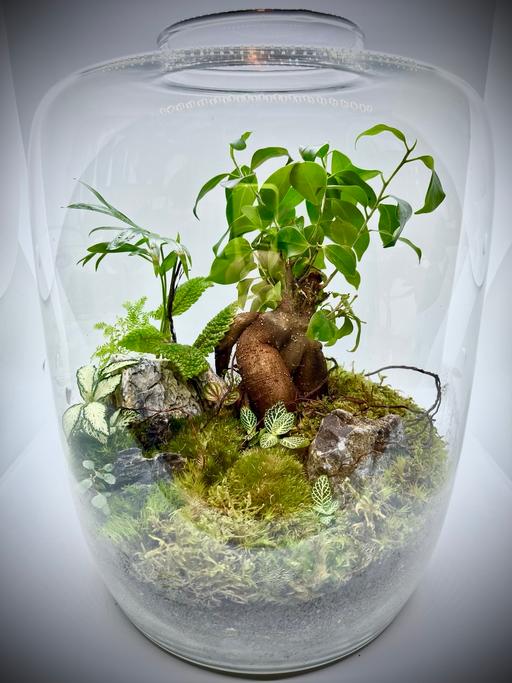 Buy & Sell North London Canonbury - North London - Photos for Live plants terrarium with ficus bonsai glass