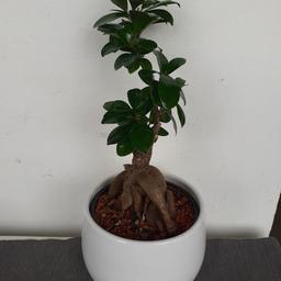 Schöne Ficus Benjamin Zimmerpflanze mit weißen Übertopf zu verkaufen wegen Platzmangel.