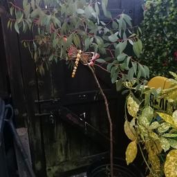 Large japonica shrub and eucalyptus tree. £20 for both, can deliver local for fuel.