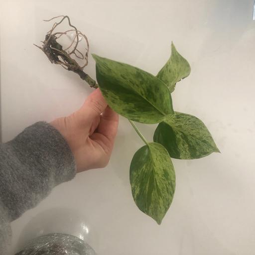 Buy & Sell Gloucestershire South Gloucestershire - Photos for Marble queen pothole house plant