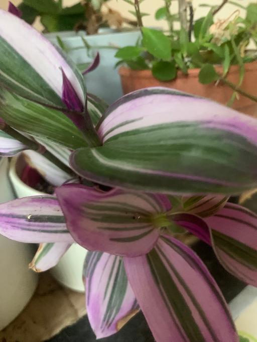 Buy & Sell East London Seven Kings - East London - Photos for Indoor plants