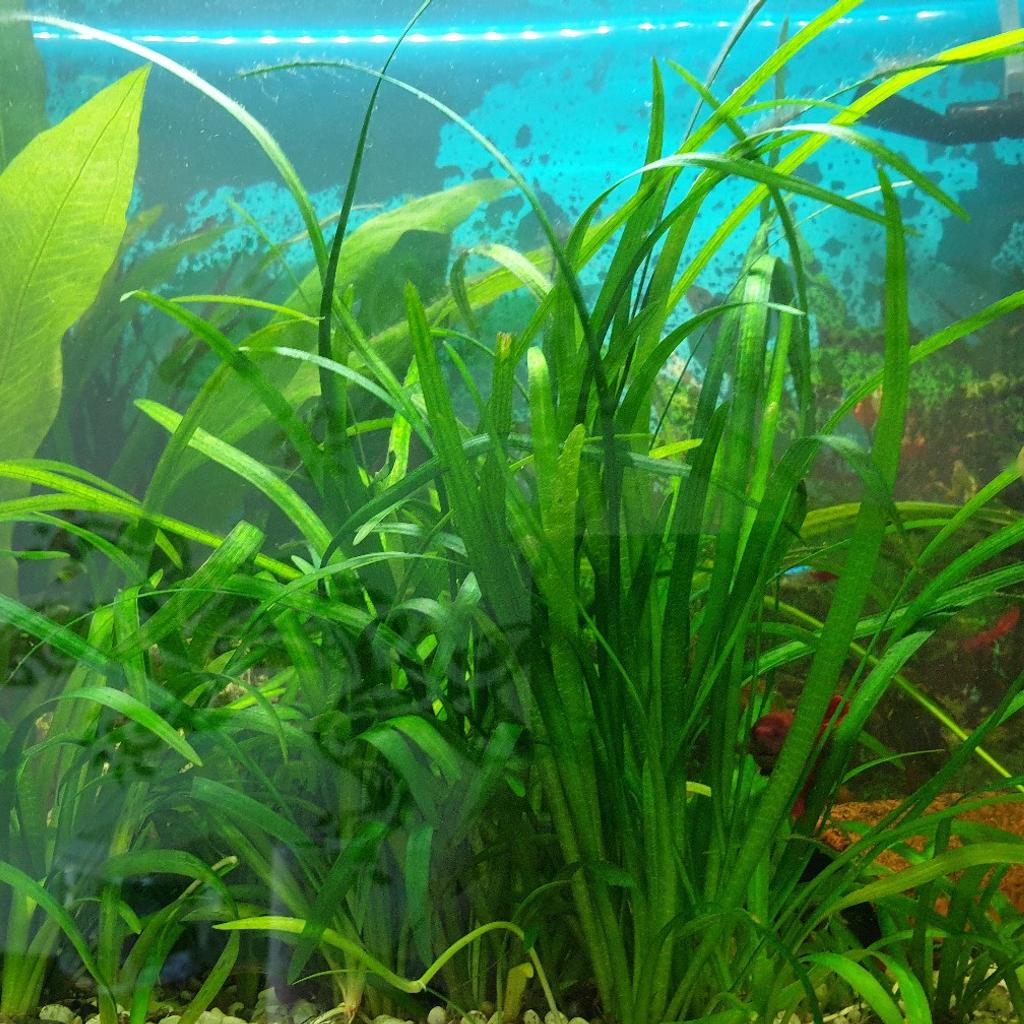 Wir geben verschiedene Aquarium Pflanzen ab.
Wir geben folgende Wasserpflanzen ab

Schwarzwurzelfahrn
Vasilera
Hornkraut
Nixkraut
Wasserlinsen

Wir möchten pro Portion 3,00 € .

Bei Interesse einfach melden.
Mfg