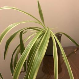 Medium sized spider plants £2 each
Total of 3
Small Sized Spider plants £1.50 
Total 2